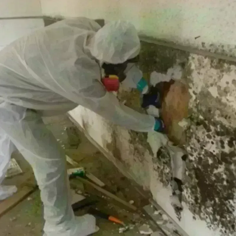 Mold Remediation and Removal in Neosho County, KS